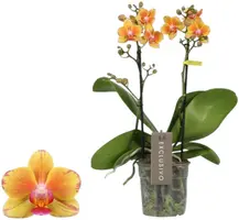 Phalaenopsis 'Exclusivo Juno' (Orchidee) 45cm - afbeelding 1