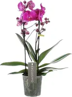 Phalaenopsis 'Exclusivo Maeko' (Orchidee) 45cm kopen?