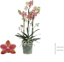 Phalaenopsis 'Exclusivo Pikachu' (Orchidee) 45cm - afbeelding 2