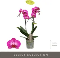 Phalaenopsis 'Exclusivo Roma' (Orchidee) 45cm - afbeelding 2