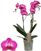 Phalaenopsis 'Exclusivo Roma' (Orchidee) 45cm - afbeelding 1
