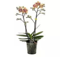 Phalaenopsis 'Exclusivo Tama' (Orchidee) 45cm kopen?