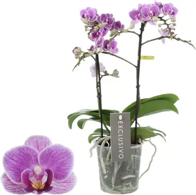 Phalaenopsis 'Exclusivo violet queen' (Orchidee) 45cm - afbeelding 1