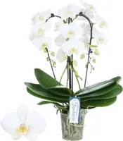 Phalaenopsis 'Fontano Bellagio' (Orchidee) 50cm kopen?