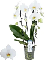 Phalaenopsis 'Fontano Versailles' (Orchidee) 60cm - afbeelding 1
