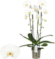 Phalaenopsis 'Fontano Wealth' (Orchidee) 85cm kopen?