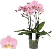 Phalaenopsis 'Impresso Charlene' (Orchidee) 60cm kopen?