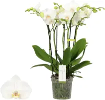 Phalaenopsis 'Impresso Mathilde' (Orchidee) 60cm - afbeelding 1