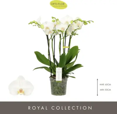 Phalaenopsis 'Impresso Mathilde' (Orchidee) 60cm - afbeelding 2