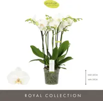 Phalaenopsis 'Impresso Mathilde' (Orchidee) 60cm - afbeelding 2