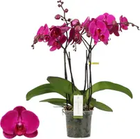 Phalaenopsis 'Impresso Maxima' (Orchidee) 60cm kopen?