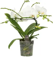 Phalaenopsis 'Infinity White' (Orchidee) 50cm - afbeelding 1