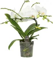 Phalaenopsis 'Infinity White' (Orchidee) 50cm - afbeelding 1