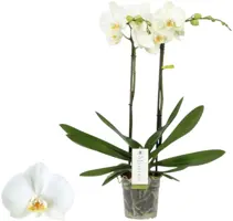 Phalaenopsis 'Maistro Bach' (Orchidee) 60cm - afbeelding 1