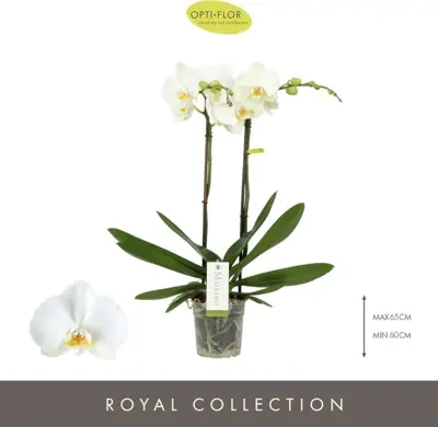 Phalaenopsis 'Maistro Bach' (Orchidee) 60cm - afbeelding 2