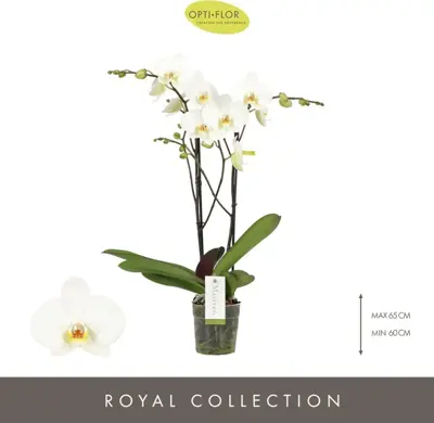 Phalaenopsis 'Maistro Beethoven' (Orchidee) 60cm - afbeelding 2