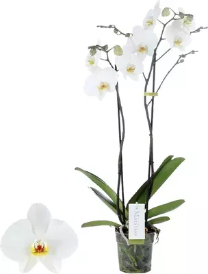 Phalaenopsis 'Maistro Beethoven' (Orchidee) 60cm - afbeelding 1