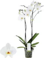 Phalaenopsis 'Maistro Beethoven' (Orchidee) 60cm - afbeelding 1