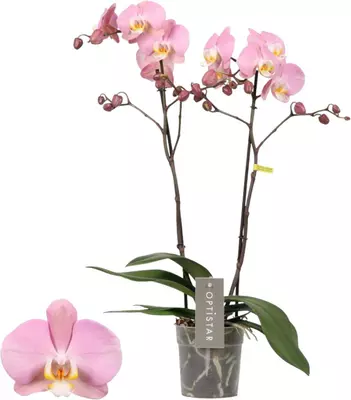 Phalaenopsis 'Midi-flora' (Orchidee) 55cm - afbeelding 1