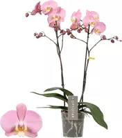 Phalaenopsis 'Midi-flora' (Orchidee) 55cm kopen?