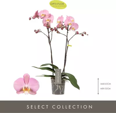 Phalaenopsis 'Midi-flora' (Orchidee) 55cm - afbeelding 2