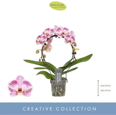 Phalaenopsis 'Mirror Miracle Ariel' (Orchidee) 50cm - afbeelding 2