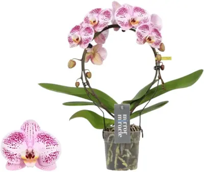 Phalaenopsis 'Mirror Miracle Ariel' (Orchidee) 50cm - afbeelding 1