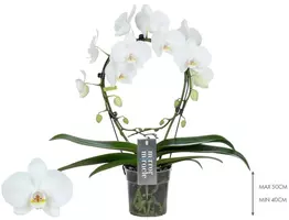 Phalaenopsis 'Mirror Miracle Aurora' (Orchidee) 50cm - afbeelding 2