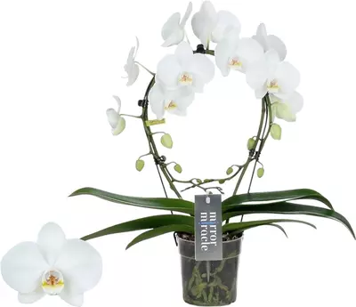 Phalaenopsis 'Mirror Miracle Aurora' (Orchidee) 50cm - afbeelding 1