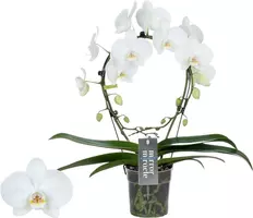 Phalaenopsis 'Mirror Miracle Aurora' (Orchidee) 50cm kopen?
