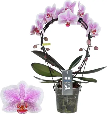 Phalaenopsis 'Mirror Miracle Jasmine' (Orchidee) 50cm - afbeelding 1