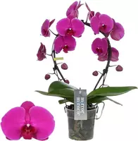 Phalaenopsis 'Mirror Miracle Mulan' (Orchidee) 50cm kopen?