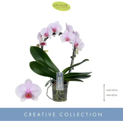 Phalaenopsis 'Mirror Miracle Tiana' (Orchidee) 50cm - afbeelding 2