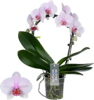 Phalaenopsis 'Mirror Miracle Tiana' (Orchidee) 50cm kopen?