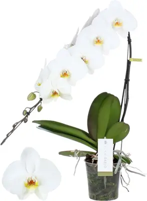 Phalaenopsis 'Niagara Falls' (Orchidee) 65cm - afbeelding 1