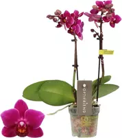 Phalaenopsis 'Optifriend Emma' (Orchidee) 25cm - afbeelding 1
