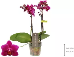 Phalaenopsis 'Optifriend Emma' (Orchidee) 25cm - afbeelding 2