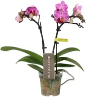 Phalaenopsis 'Optifriend Lotte' (Orchidee) 25cm - afbeelding 1