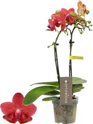 Phalaenopsis 'Optifriend Rosa' (Orchidee) 25cm - afbeelding 1