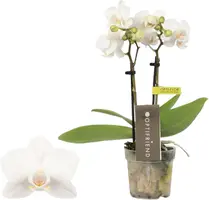 Phalaenopsis 'Optifriend Sandra' (Orchidee) 25cm kopen?
