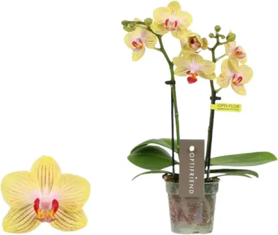 Phalaenopsis 'Optifriend Stella' (Orchidee) 25cm - afbeelding 1