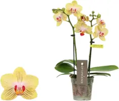 Phalaenopsis 'Optifriend Stella' (Orchidee) 25cm - afbeelding 1