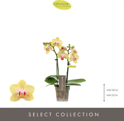 Phalaenopsis 'Optifriend Stella' (Orchidee) 25cm - afbeelding 2