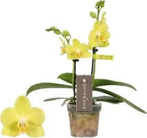 Phalaenopsis 'Optifriend Vayenne' (Orchidee) 25cm - afbeelding 1