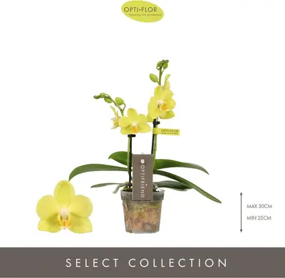 Phalaenopsis 'Optifriend Vayenne' (Orchidee) 25cm - afbeelding 2