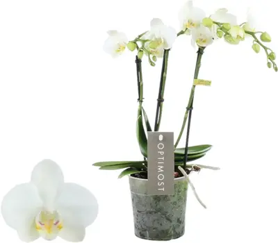 Phalaenopsis 'Optimost Amabilis Starrion' (Orchidee) 45cm - afbeelding 1
