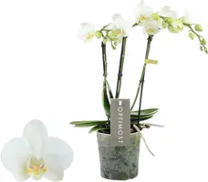 Phalaenopsis 'Optimost Amabilis Starrion' (Orchidee) 45cm kopen?