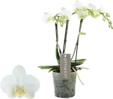 Phalaenopsis 'Optimost Amabilis Starrion' (Orchidee) 45cm - afbeelding 1