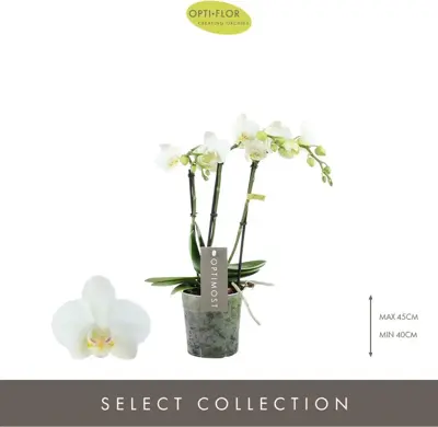 Phalaenopsis 'Optimost Amabilis Starrion' (Orchidee) 45cm - afbeelding 2