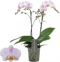 Phalaenopsis 'Optimost Angel Eyes' (Orchidee) 40cm - afbeelding 1
